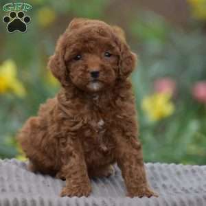 Tilly, Toy Poodle Puppy